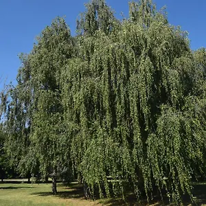 Al Salice Tranquillita Nel Verde Via Amendola 24 Apartamento
